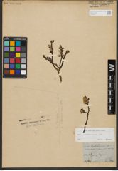 Foto von Salix waldsteiniana Willd.